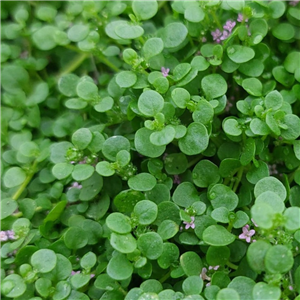 Mentha Requienii (Corsican Mint)